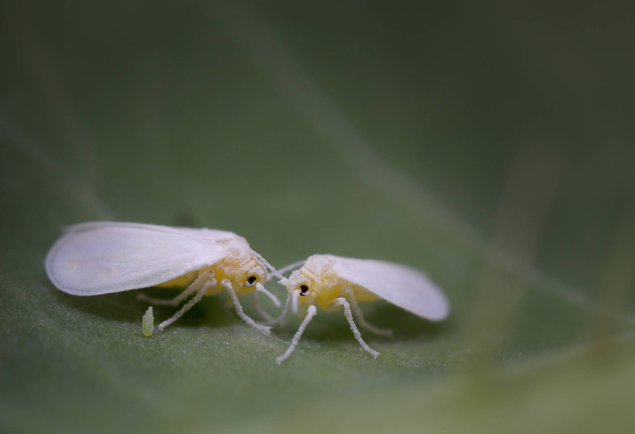 Whitefly Natural Pest Control