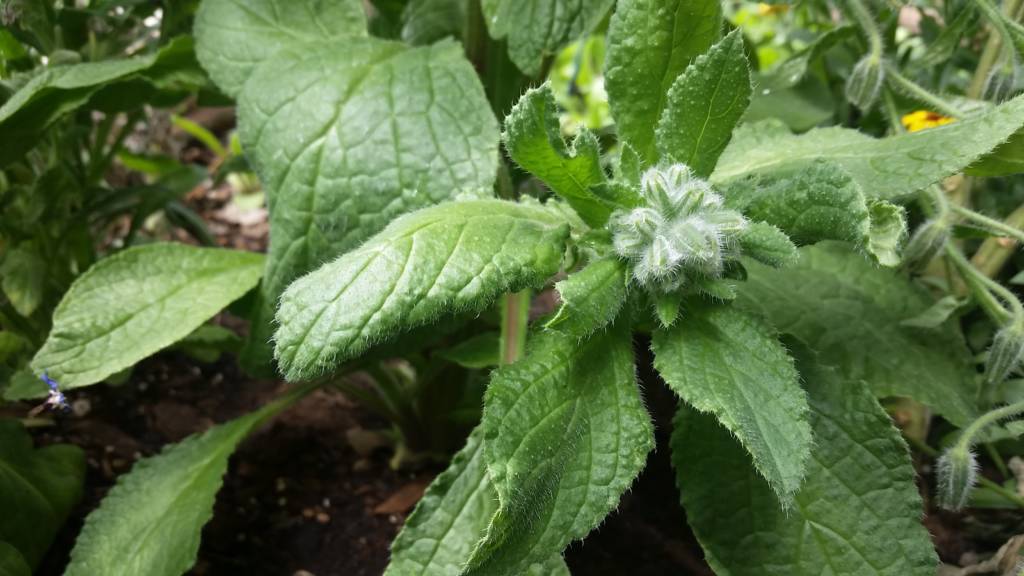 Borage Plant and Flower Buds (edible leaves and flowers) can grow in a greenhouse in winter