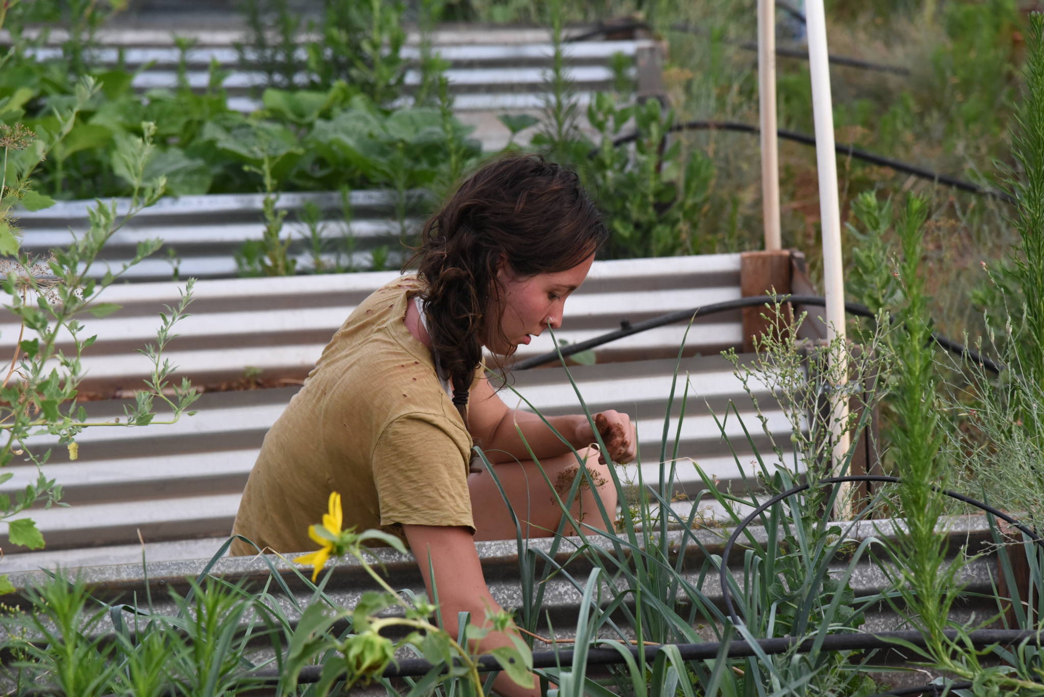 MNS_2097 - Growing Spaces Greenhouses Cultivating Abundance