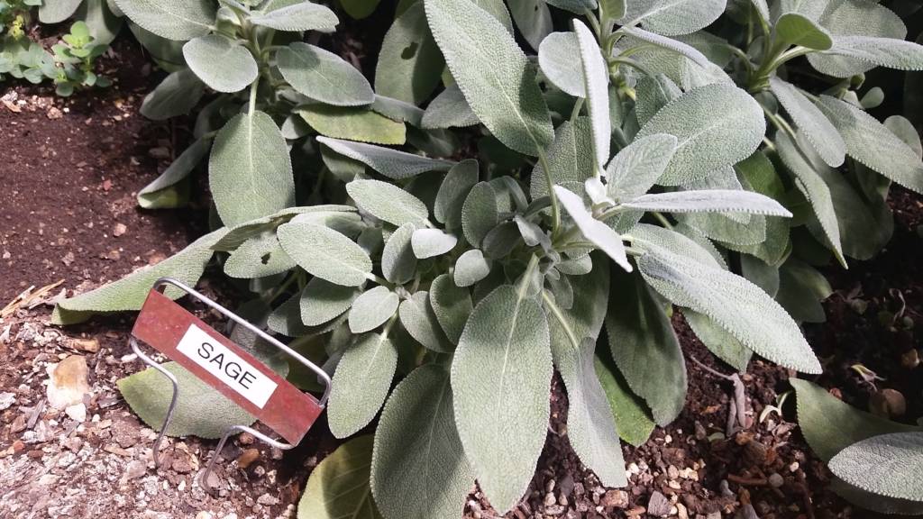 Culinary Sage in the Winter Greenhouse