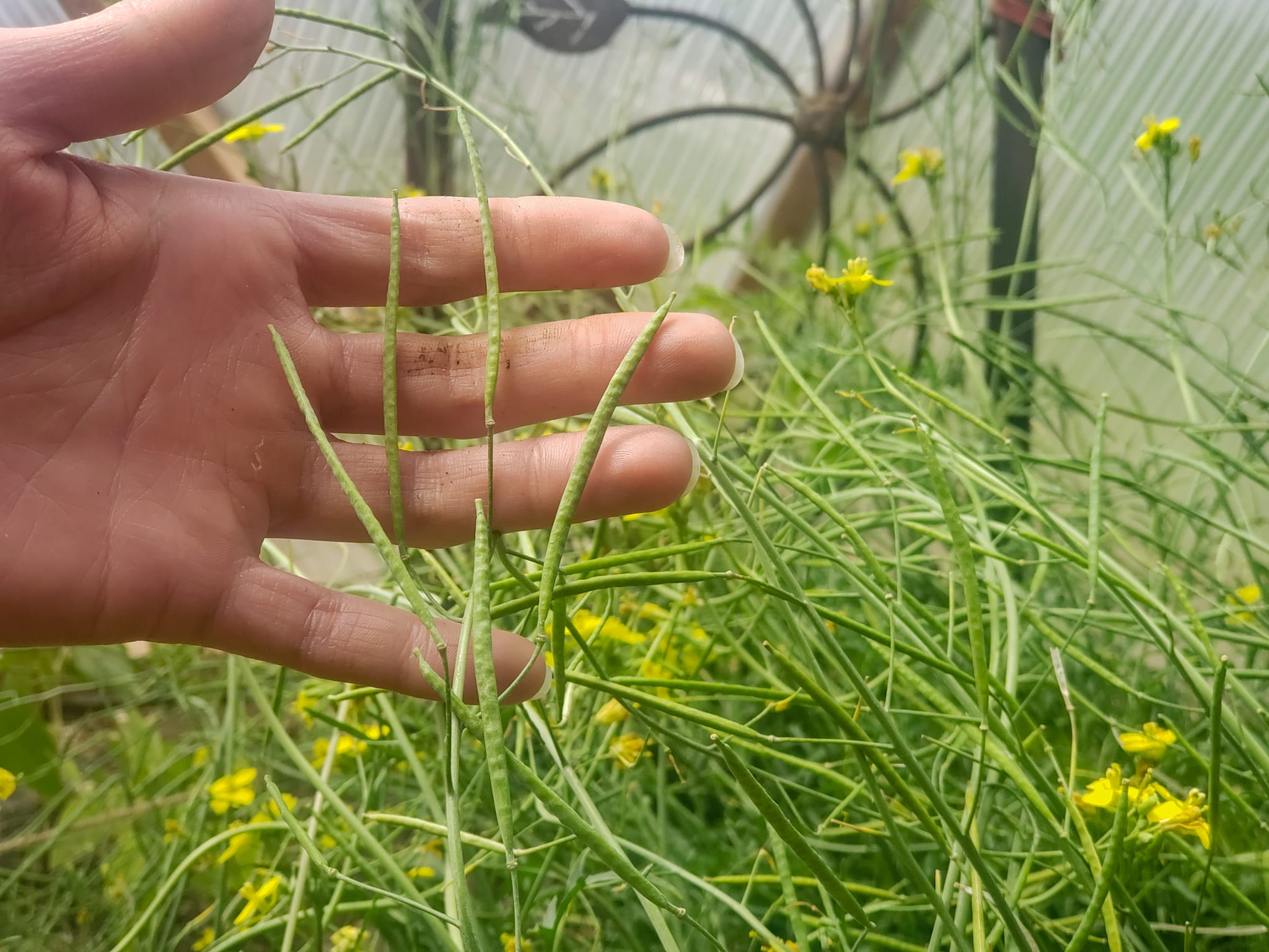 seed saving