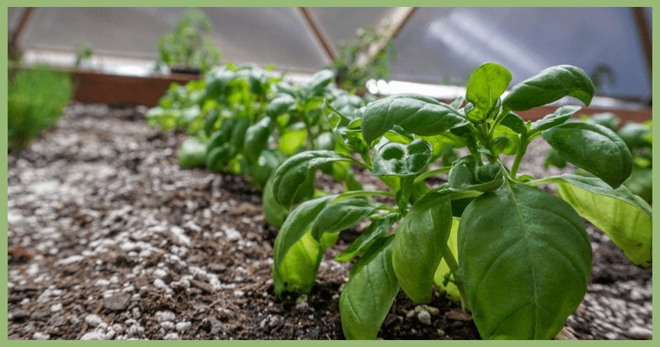 Basil in the Dome - Growing Spaces Greenhouses Basil in the Restaurant Greenhouse