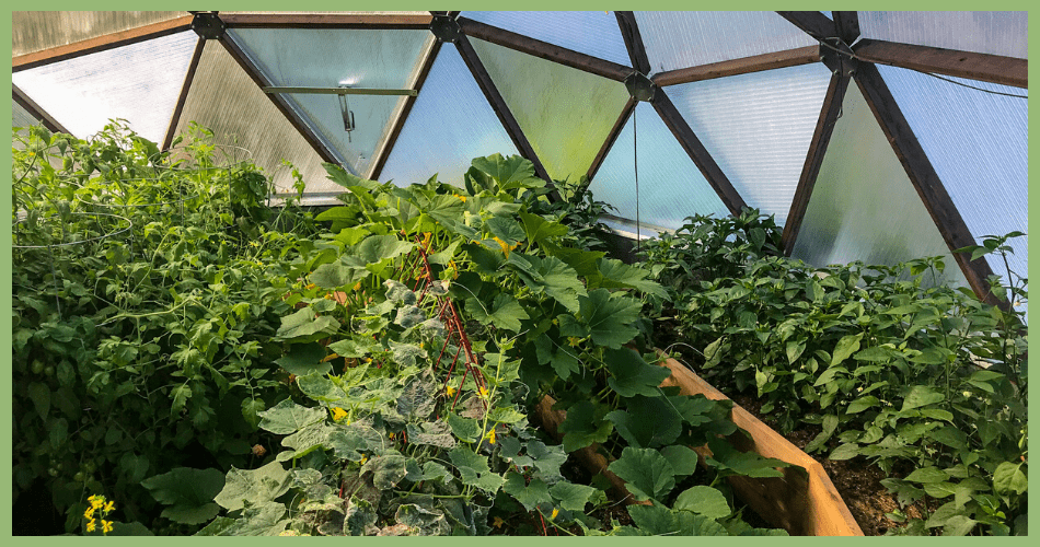 lush Alaskan greenhouse garden
