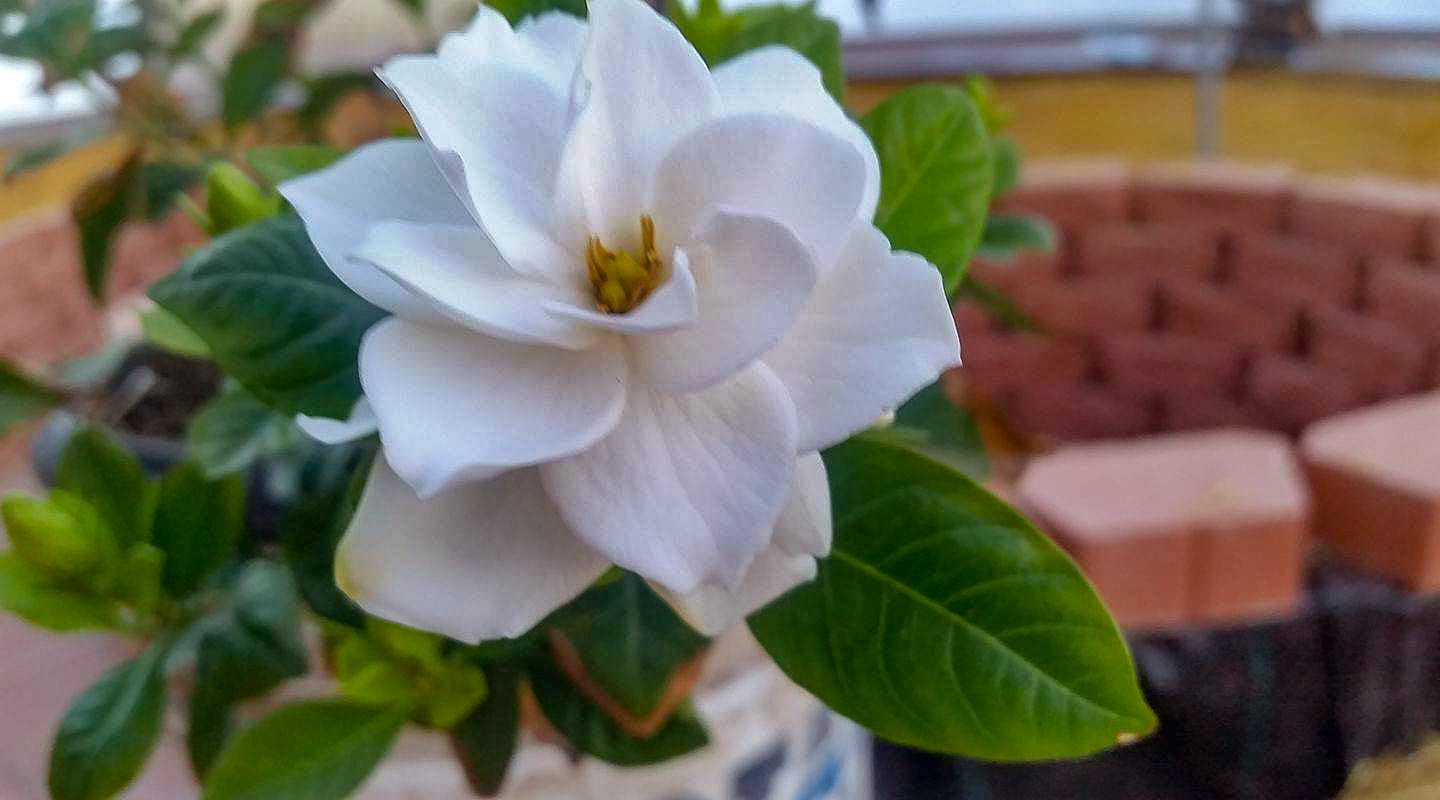 Cape Jasmine flower growing in a geodesic dome greenhouse
