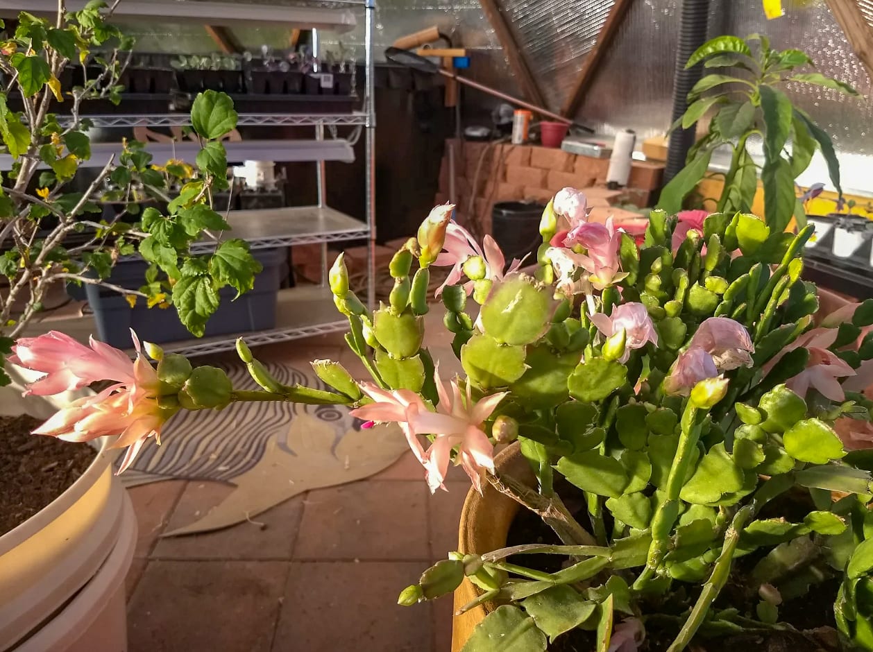 Screen Shot 2019-11-25 at 3.25.35 PM - Growing Spaces Greenhouses Thanksgiving Cactus flowering in a Growing Dome geodesic greenhouse