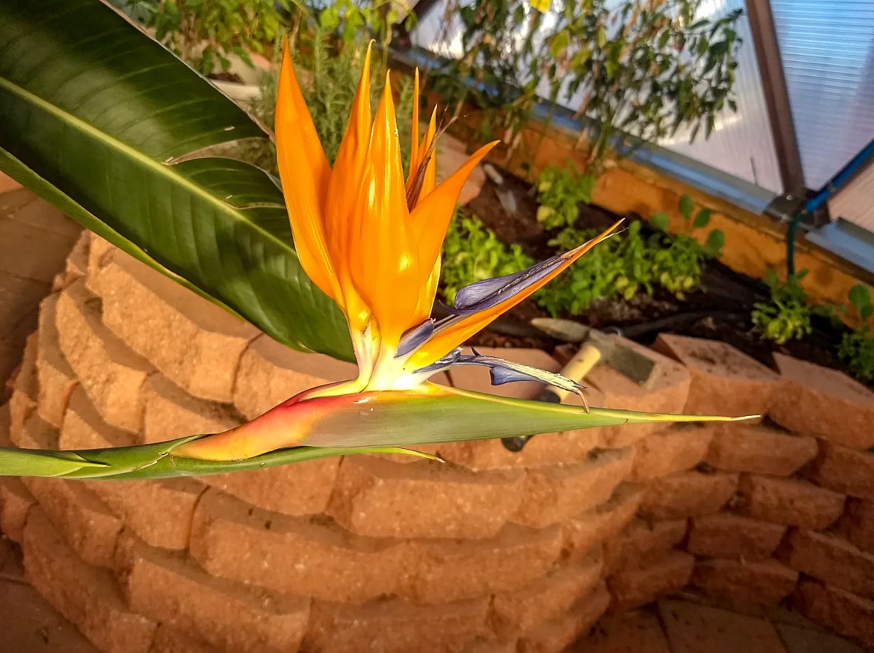 Birds of Paradise Tropical Flower growing in a Growing Dome Geodesic Greenhouse
