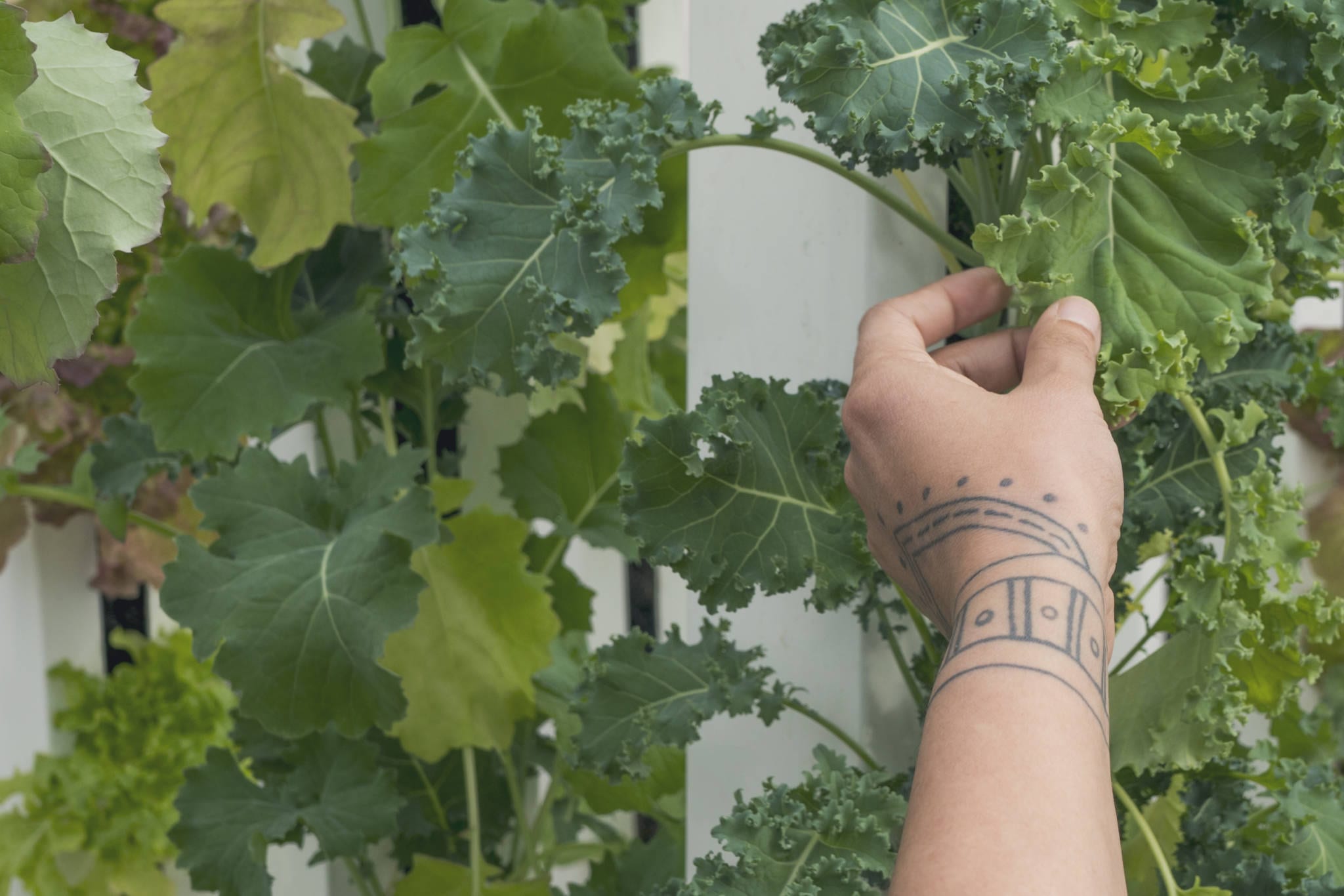 Green Igloo hydroponics in Growing Dome Greenhouse in Northern Canada