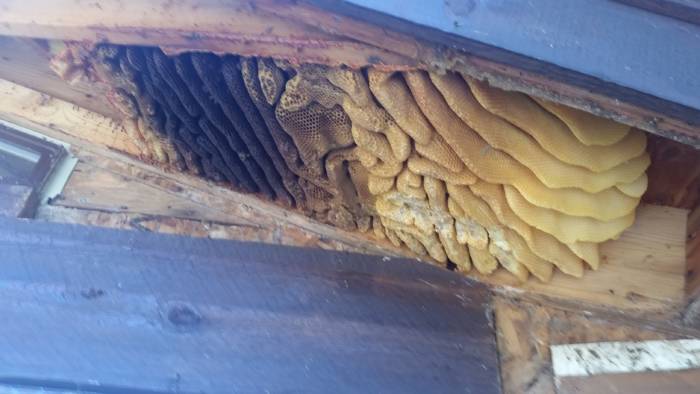 Honeybee Colony Ready for A Cutout.