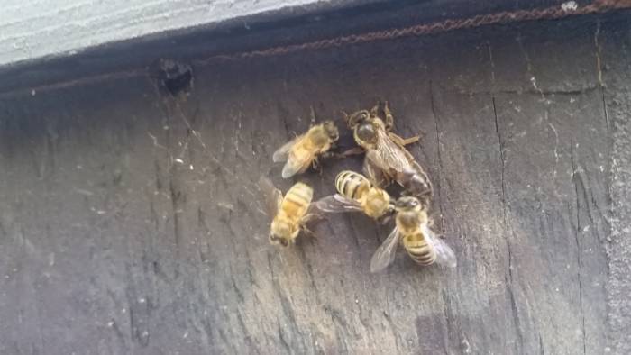 U.S. Top Bar Beekeepers Association