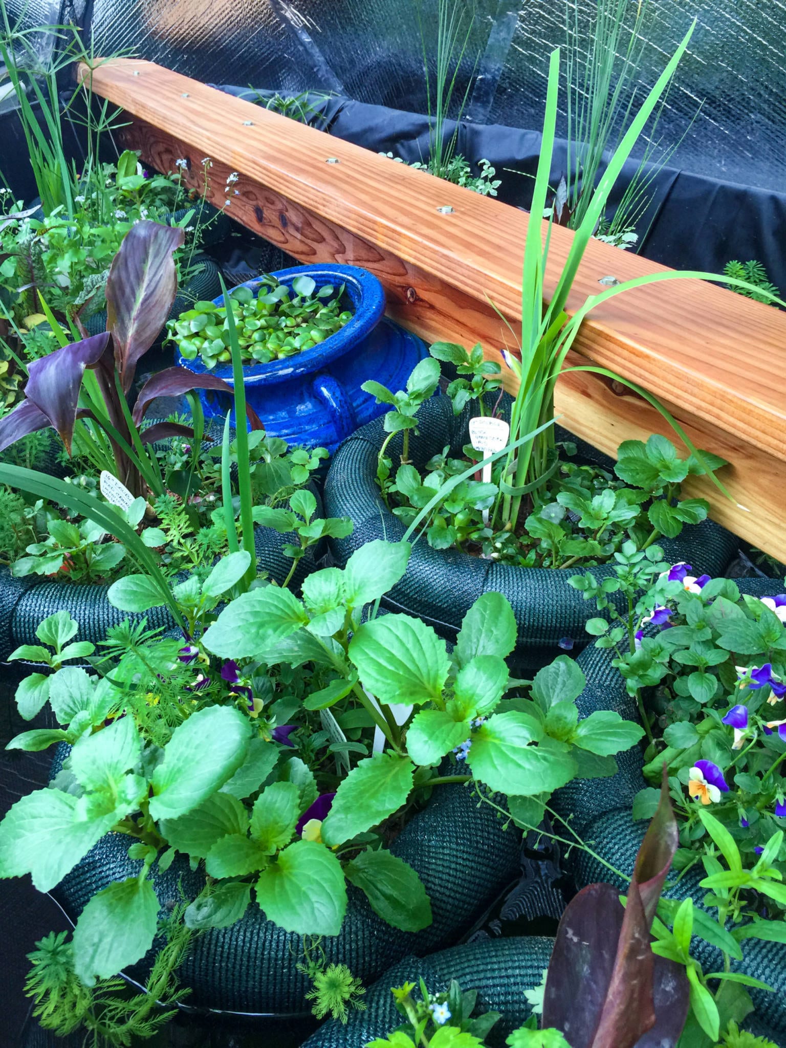 Floating Pond Plants - Growing Spaces Greenhouses Floating Pond Plants