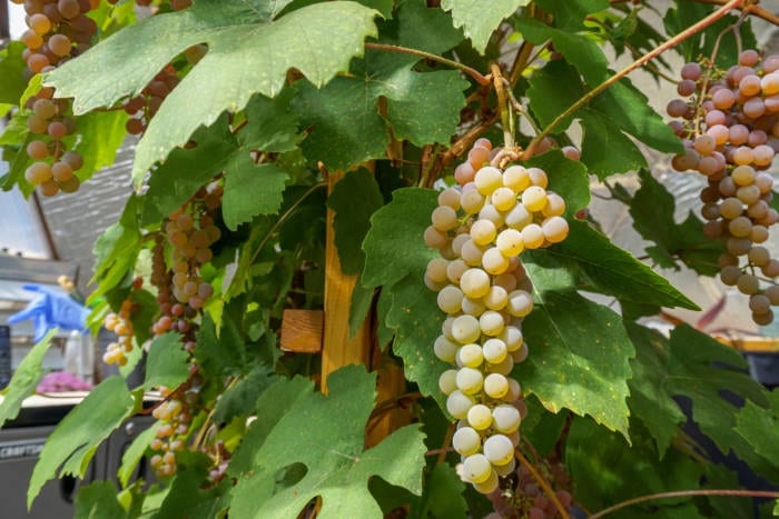 Fresh Grapes growing in a Growing Dome Greenhouse