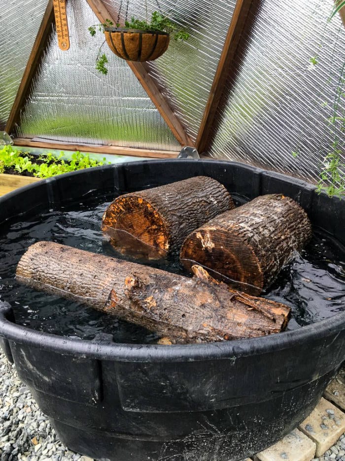 soaking shiitake mushroom logs