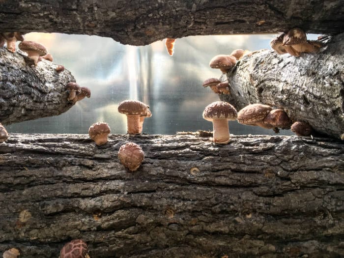 How to Grow Shiitake Mushrooms