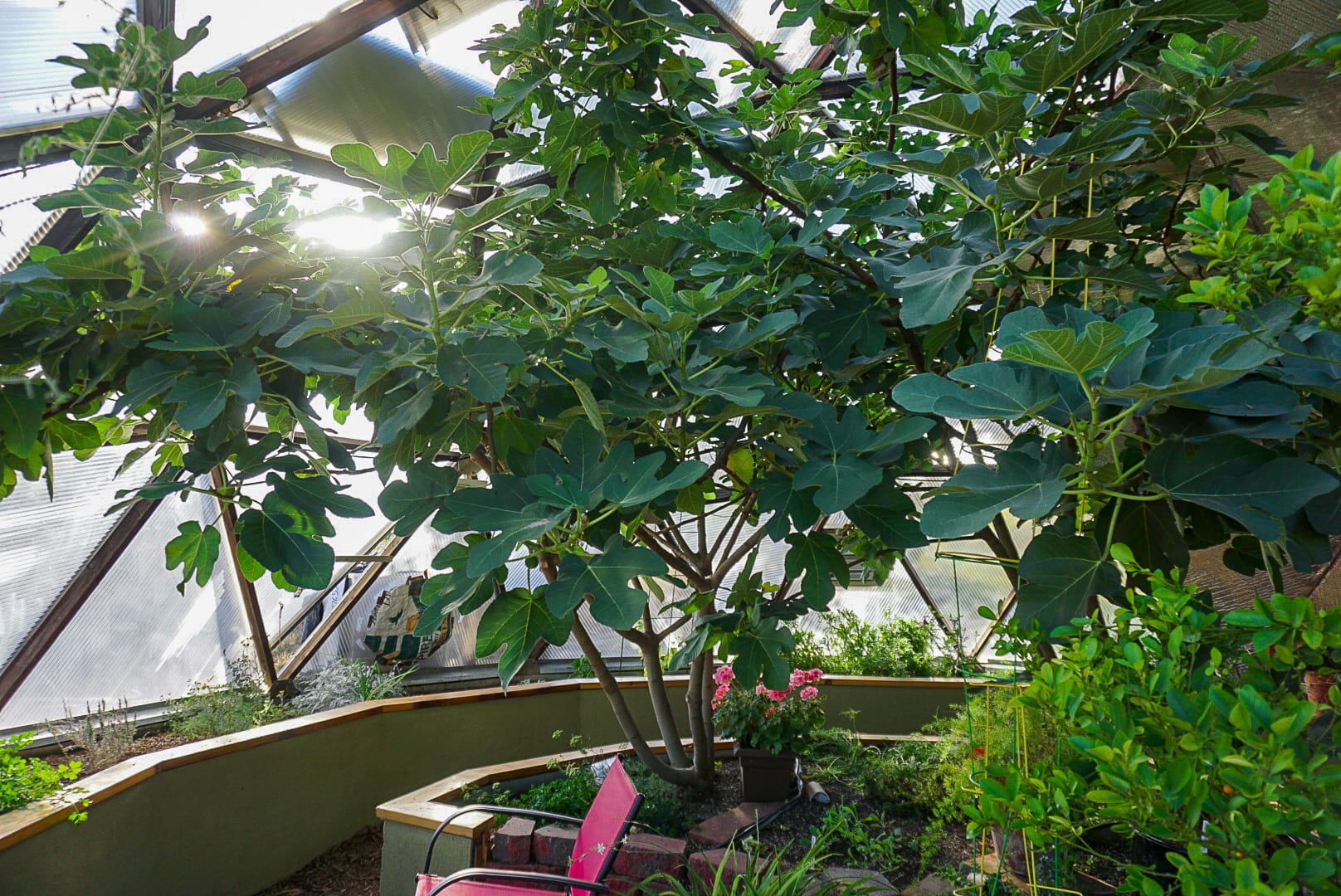 Shade Tree to cool Growing Dome Greenhouse