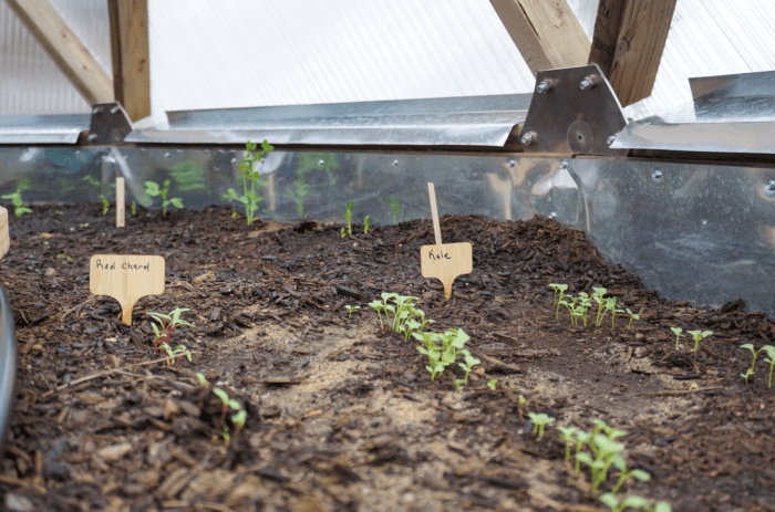 Direct Seeding - Signs identifying planted seeds