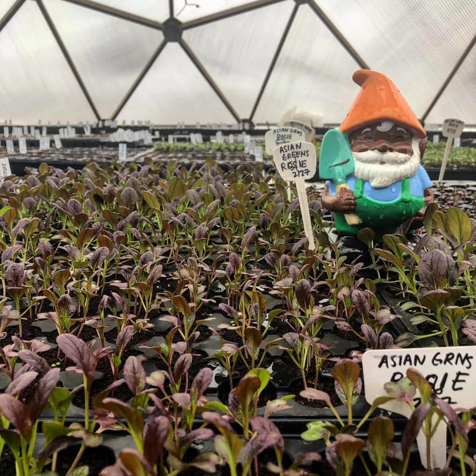 Urban-Growers-Initiative-Community-Greenhouse-Elf - Growing Spaces Greenhouses Urban Growers Initiative Farm Greenhouse Gnome