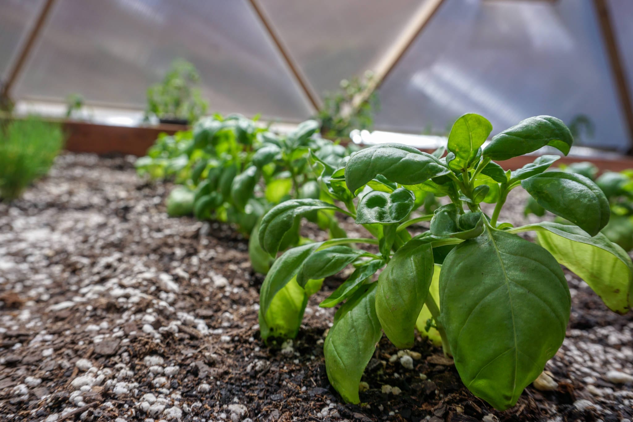 hydrophobic-soil- - Growing Spaces Greenhouses