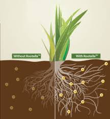 Mycorrhizae for hydrophobic soil