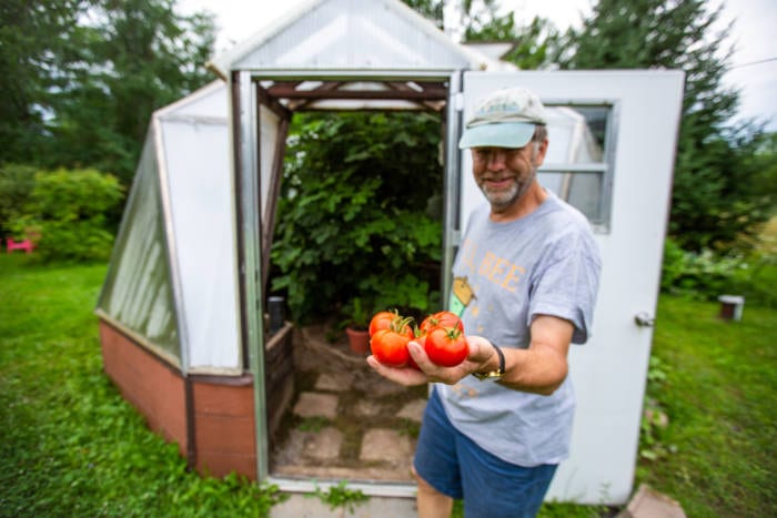 Growing tomatoes in a sustainable greenhouse in Maine