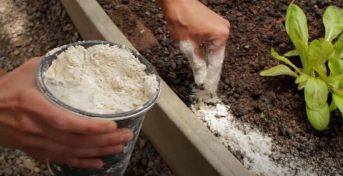 Use Diatomaceous Earth to dry out pill bugs