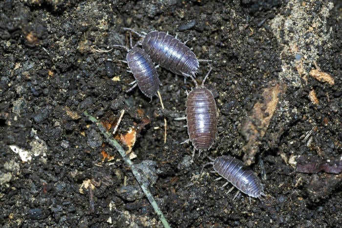 Pill Bugs also known as roly poly bugs