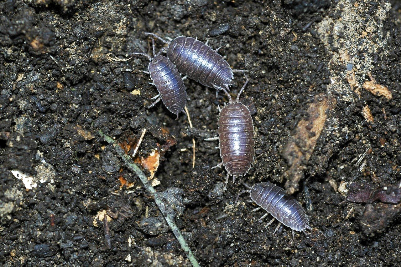 Pill Bugs - Growing Spaces Greenhouses Pill Bugs