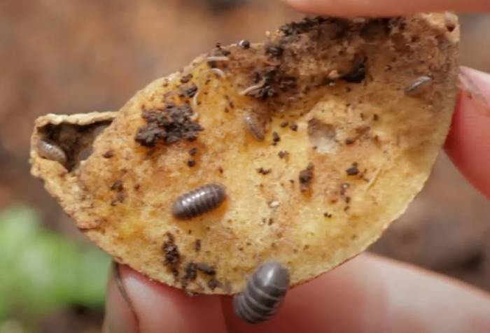 Potato Roly Poly Bug Trap