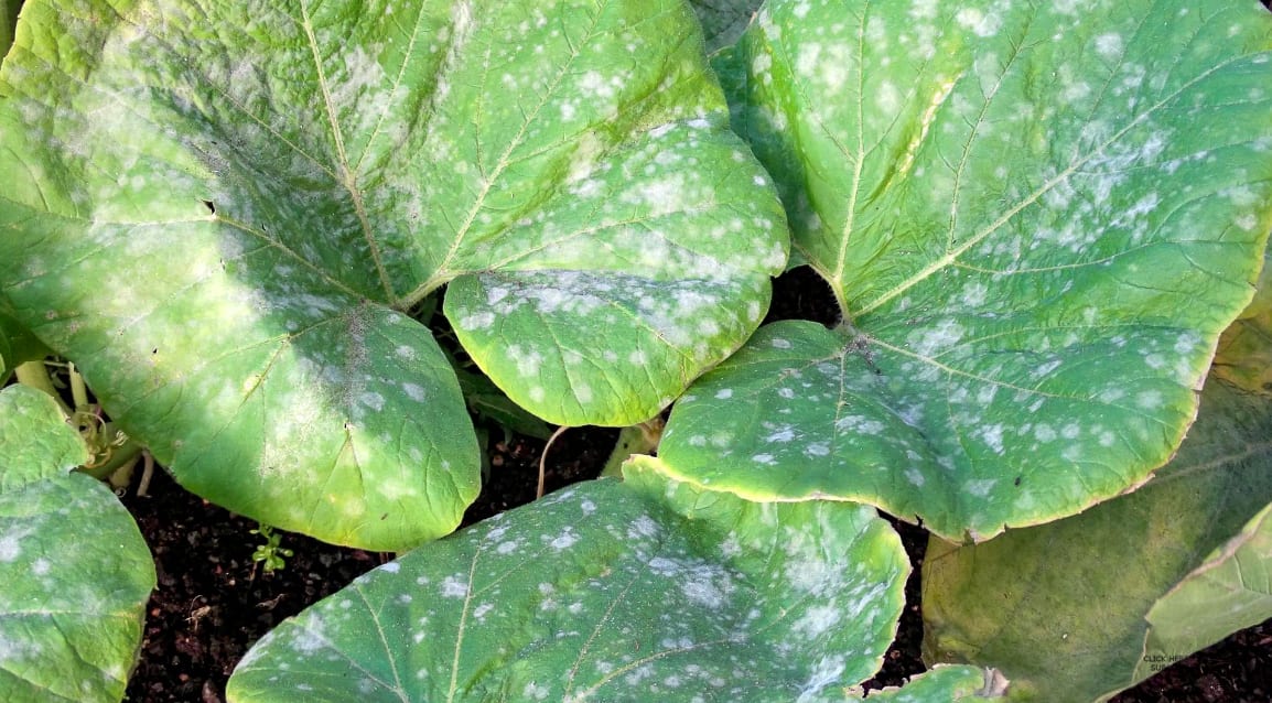 powdery mildew