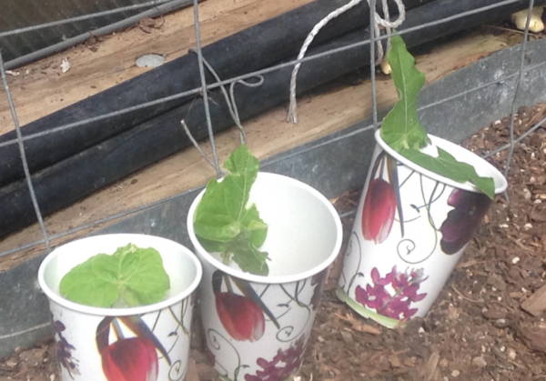 Paper cups can protect your young plants from pill bugs