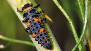 Lady Bug Larva also known as alligator