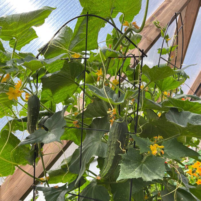 cucumbers growing in a greenhouse