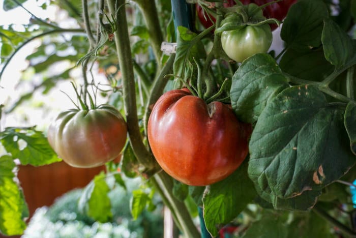 tomatoes in garden greenhouse