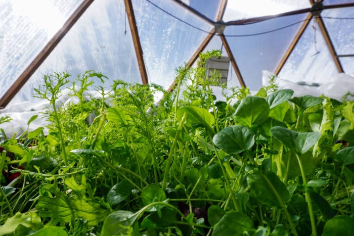 crops in urban greenhouse