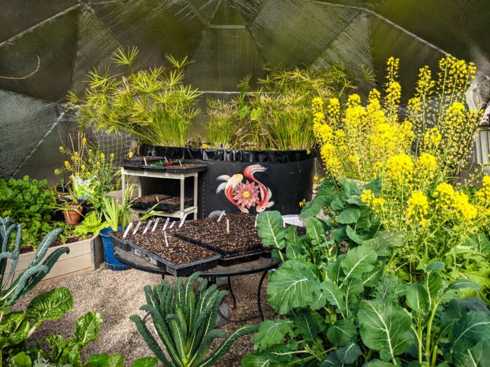 Thriving garden in a Growing Dome Greenhouse in the winter