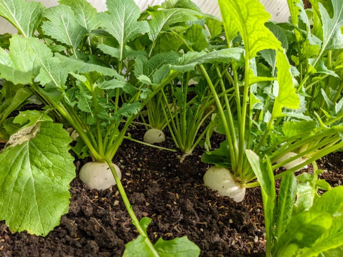 Turnips growing in a greenhouse