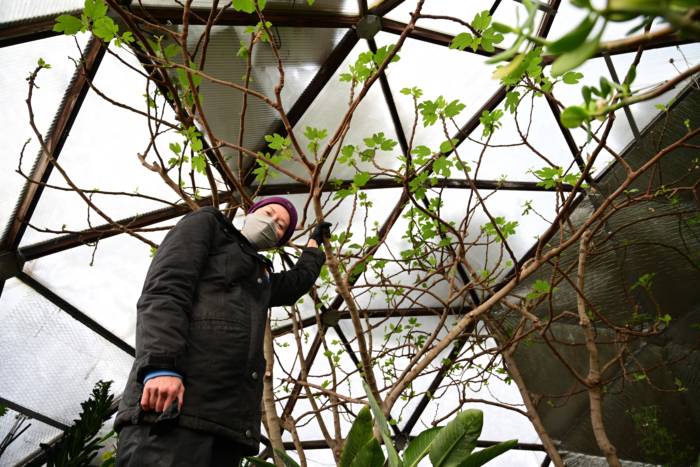 Pruned Winter Hardy Fig Tree in Greenhouse