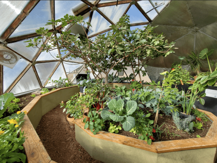 How To Grow Fig Trees In Your Dome Greenhouse