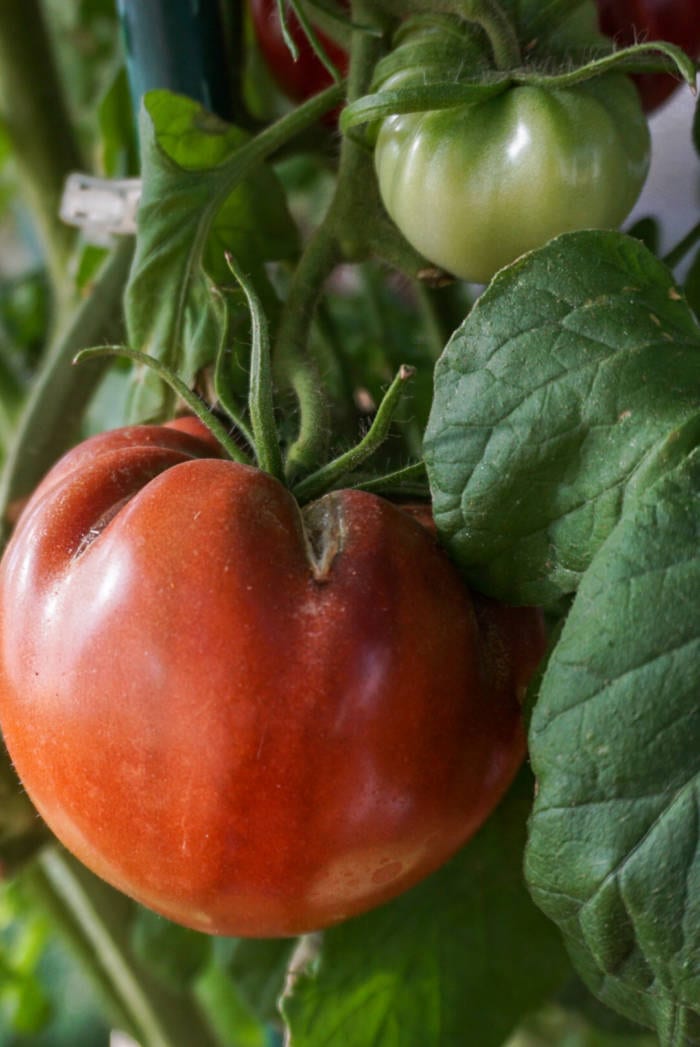 greenhouse tomato
