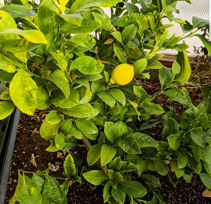 Meyer Lemon Tree in a Dome Greenhouse