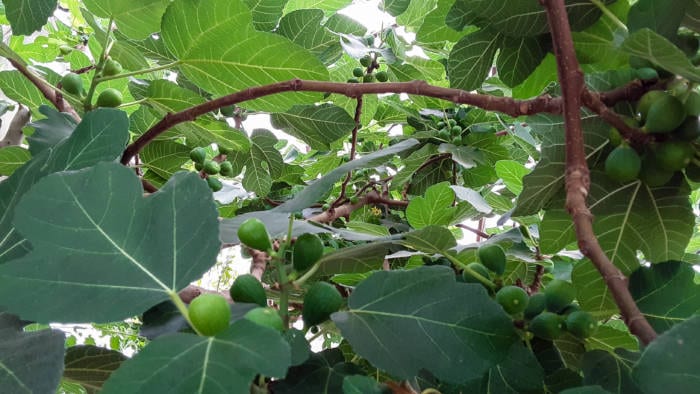Fig Tree Fruit in greenhouse dome