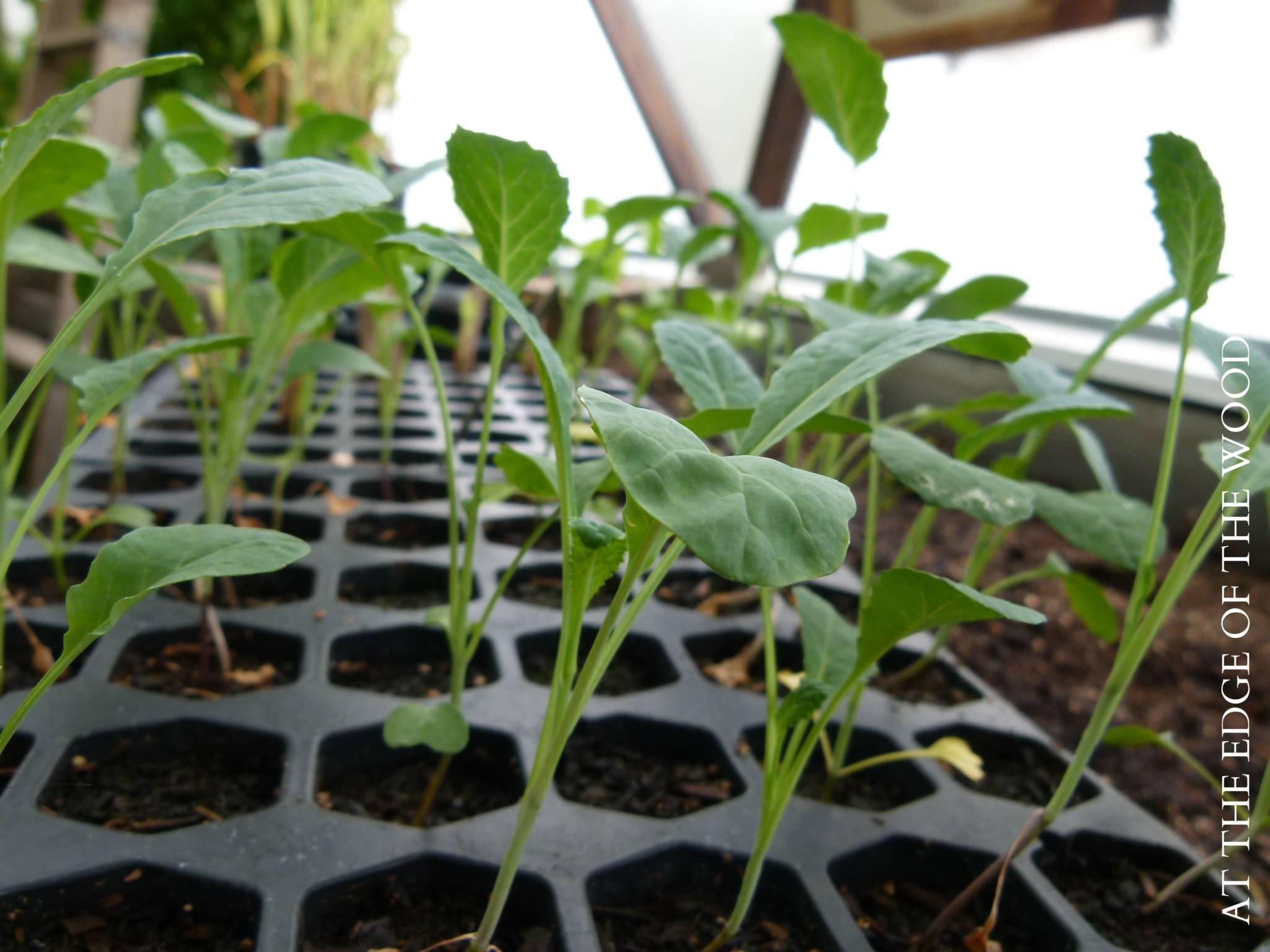 Thin Seedlings