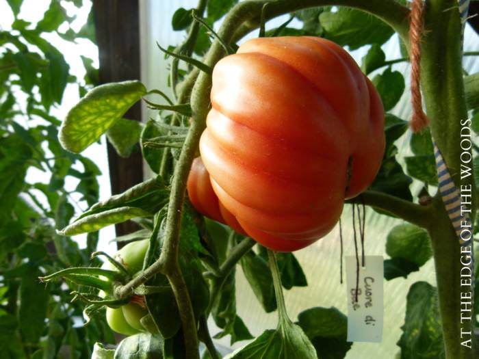 Beefsteak Tomato – Millennium Pacific Greenhouse