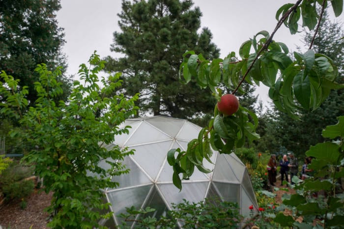 How To Grow Fruit Trees In A Greenhouse Growing Spaces Greenhouses 