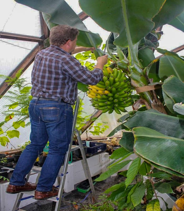 Banana growing in greenhouse dome in Sweden