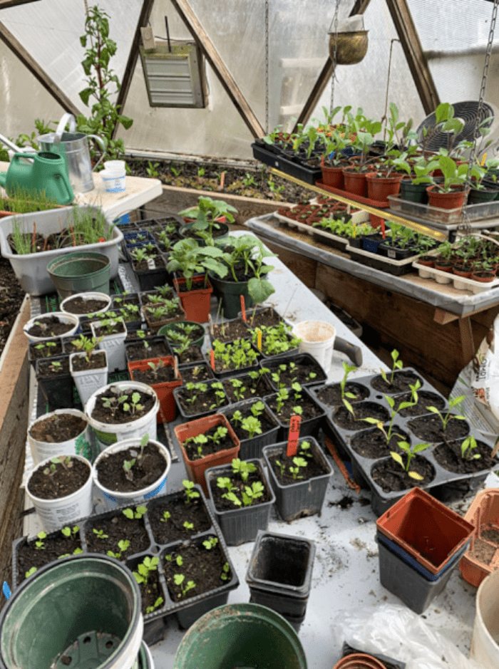 It is Growing Thyme! Secrets to Growing Thyme in a Greenhouse