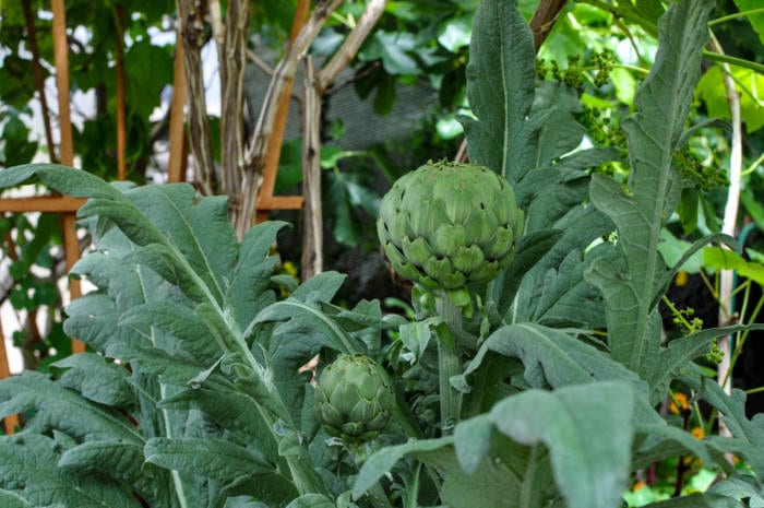 artichokes ready to harvest for cooking