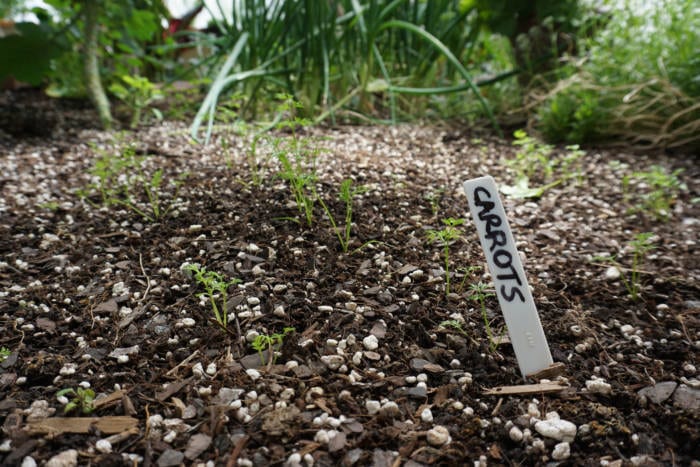 carrots sprouting in a garden bed