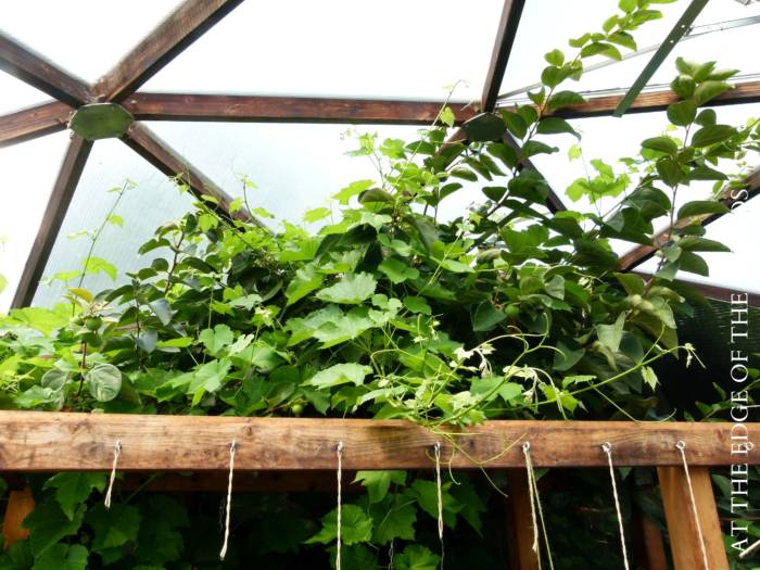 Vines providing shade in a greenhouse