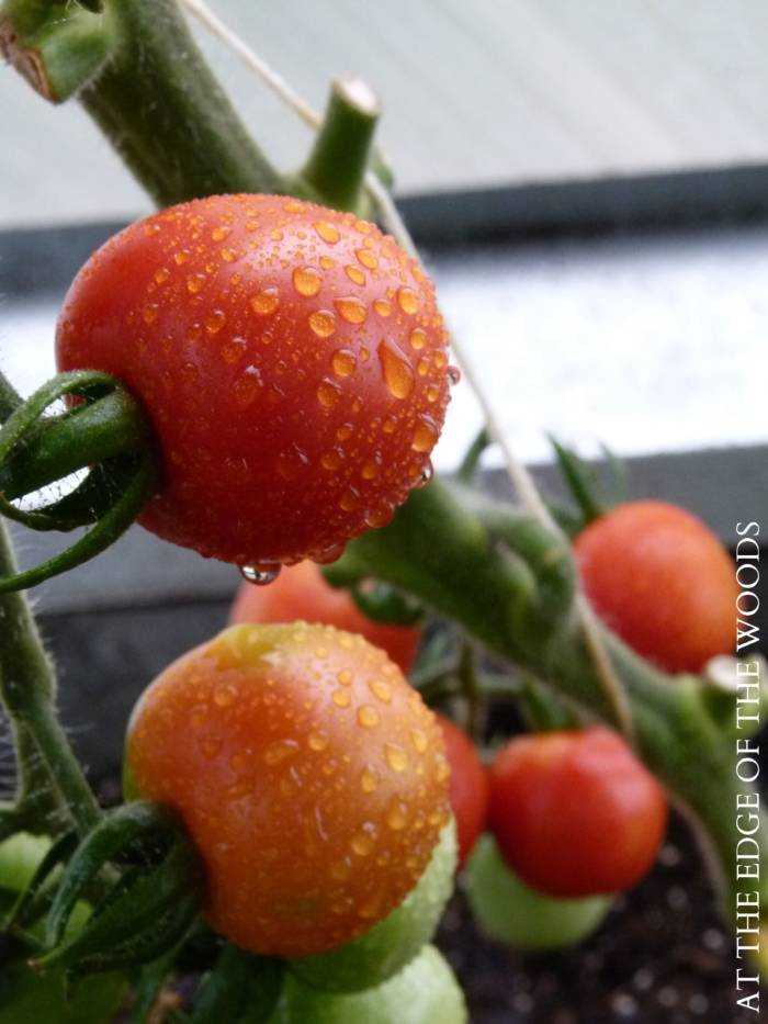 Vine ripened tomatoes in a greenhouse