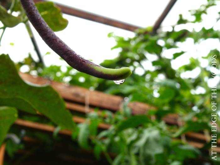 Purple bean in a greenhouse